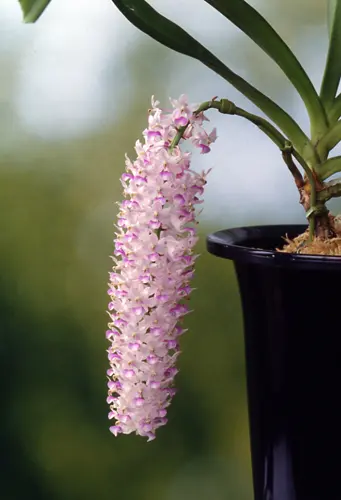 リンコスティリスの種類（原種、品種）｜植物図鑑｜みんなの趣味の園芸