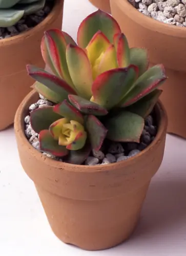 アエオニウムの種類（原種、品種）｜植物図鑑｜みんなの趣味の園芸