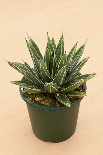 アガベ（多肉植物）の種類（原種、品種）｜植物図鑑｜みんなの趣味の