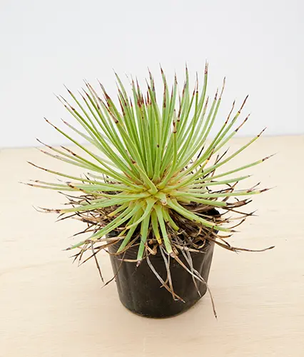 アガベ（多肉植物）とは｜育て方がわかる植物図鑑｜みんなの趣味の園芸