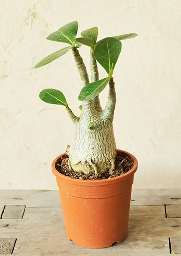 アデニウムとは｜育て方がわかる植物図鑑｜みんなの趣味の園芸（NHK出版）