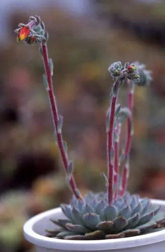 エケベリアとは｜育て方がわかる植物図鑑｜みんなの趣味の園芸（NHK出版）