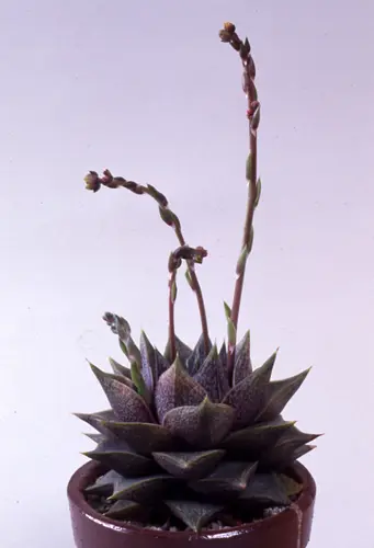 エケベリアとは｜育て方がわかる植物図鑑｜みんなの趣味の園芸（NHK出版）