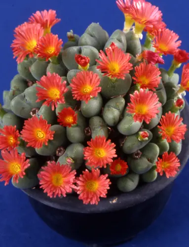 コノフィツムの種類（原種、品種）｜植物図鑑｜みんなの趣味の園芸