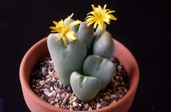 コノフィツムの花が次々と咲いてます🌼 土と同じくらいのサイズなのに