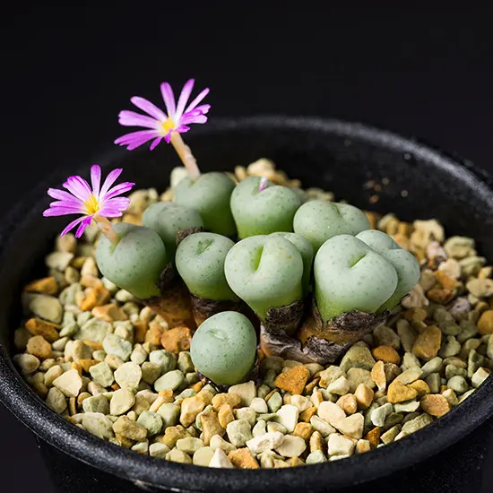 コノフィツムとは｜育て方がわかる植物図鑑｜みんなの趣味の園芸（NHK