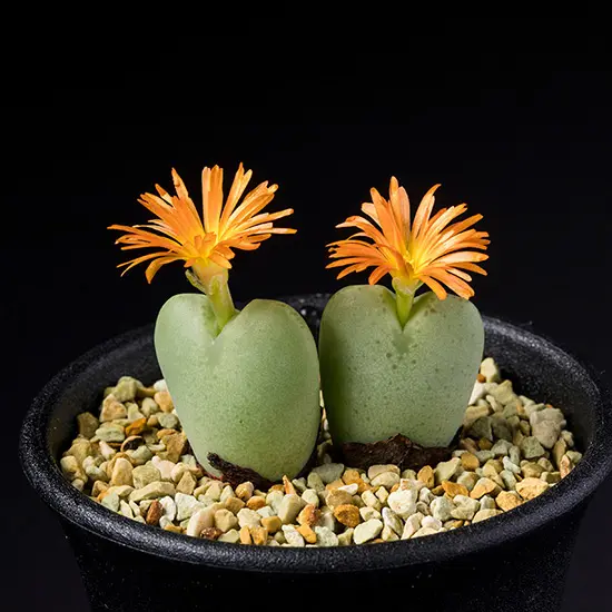 コノフィツムの種類（原種、品種）｜植物図鑑｜みんなの趣味の園芸