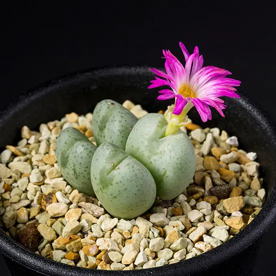 コノフィツムとは｜育て方がわかる植物図鑑｜みんなの趣味の園芸（NHK