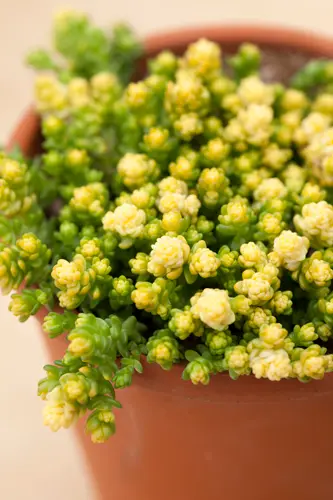 セダムの種類（原種、品種）｜植物図鑑｜みんなの趣味の園芸（NHK出版）