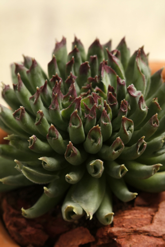 センペルビウム（センペルビブム）の種類（原種、品種）｜植物図鑑