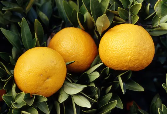 柑橘系 柑橘類（ハッサク、イヨカンなど雑柑類）とは｜育て方がわかる植物図鑑