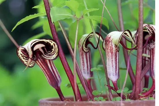 ウラシマソウ（テンナンショウの仲間）とは｜育て方がわかる植物図鑑