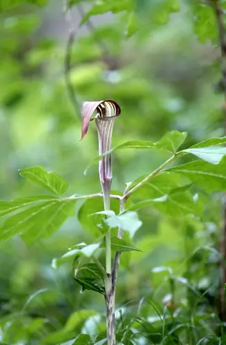 ウラシマソウ（テンナンショウの仲間）とは｜育て方がわかる植物図鑑