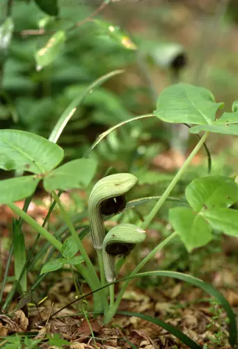 ウラシマソウ（テンナンショウの仲間）とは｜育て方がわかる植物図鑑