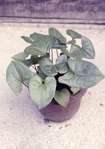 カンアオイの種類（原種、品種）｜植物図鑑｜みんなの趣味の園芸（NHK