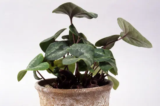 カンアオイとは｜育て方がわかる植物図鑑｜みんなの趣味の園芸（NHK出版）