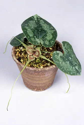 カンアオイの種類（原種、品種）｜植物図鑑｜みんなの趣味の園芸（NHK