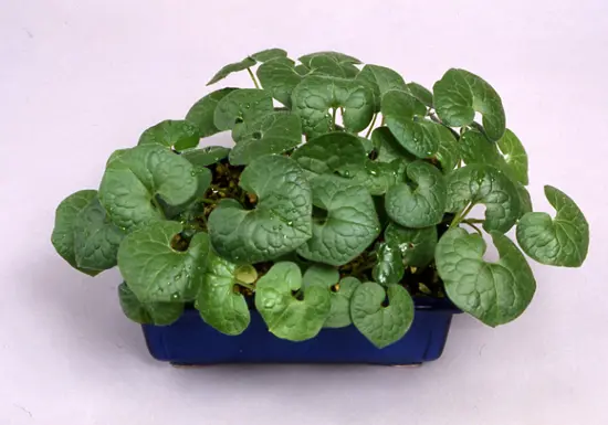 カンアオイとは｜育て方がわかる植物図鑑｜みんなの趣味の園芸（NHK出版）