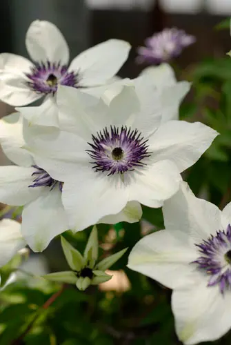 クレマチス（四季咲き）の種類（原種、品種）｜植物図鑑｜みんなの趣味