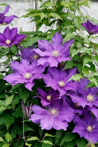 クレマチス（四季咲き）の種類（原種、品種）｜植物図鑑｜みんなの趣味