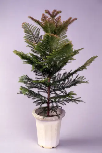 アローカリア（シマナンヨウスギ）とは｜育て方がわかる植物図鑑