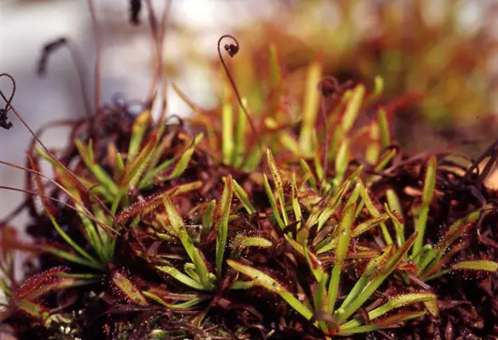 モウセンゴケ（ドロセラ）の仲間の種類（原種、品種）｜植物図鑑