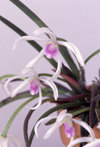 レプトテスの種類（原種、品種）｜植物図鑑｜みんなの趣味の園芸（NHK