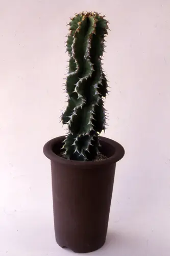 ユーフォルビア（多肉植物）の種類（原種、品種）｜植物図鑑｜みんなの 