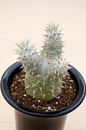 パキポディウムの種類（原種、品種）｜植物図鑑｜みんなの趣味の園芸