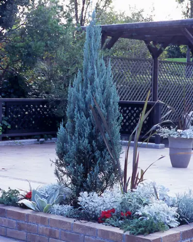 ビャクシンの仲間の種類（原種、品種）｜植物図鑑｜みんなの趣味の園芸