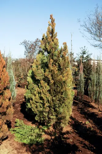 コノテガシワの種類（原種、品種）｜植物図鑑｜みんなの趣味の園芸
