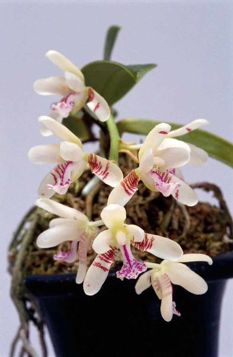 名護蘭 明丸の縞 2本立ち 2026年最新】名護蘭 明丸