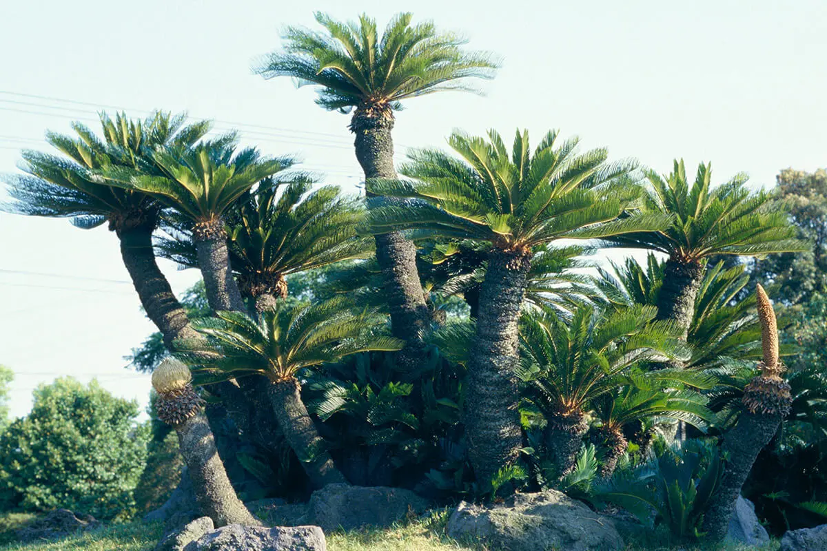 ソテツの種類（原種、品種）｜植物図鑑｜みんなの趣味の園芸（NHK出版）