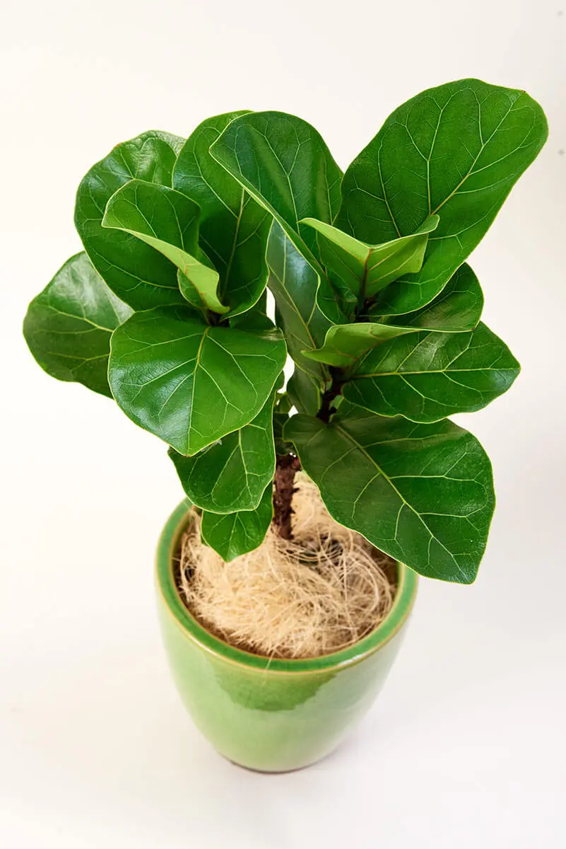 カシワバゴムノキ（フィカス・リラータ）の種類（原種、品種）｜植物