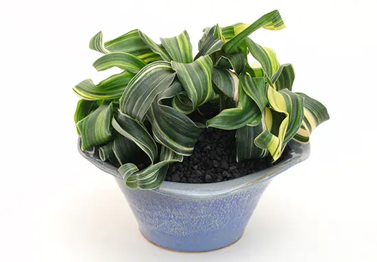 オモト（万年青）の種類（原種、品種）｜植物図鑑｜みんなの趣味の園芸