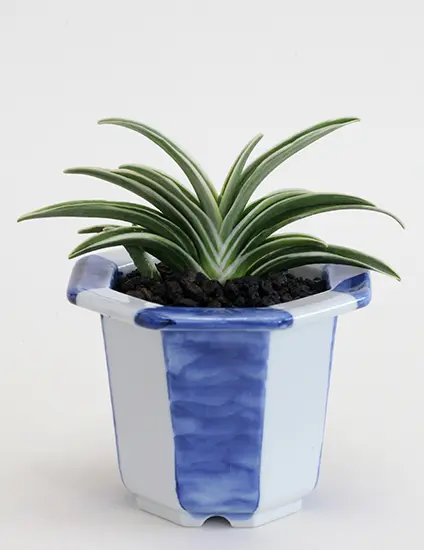 オモト（万年青）の種類（原種、品種）｜植物図鑑｜みんなの趣味の園芸