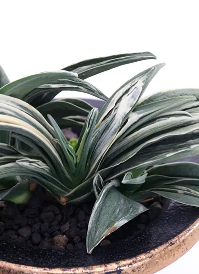 オモト（万年青）の種類（原種、品種）｜植物図鑑｜みんなの趣味の園芸