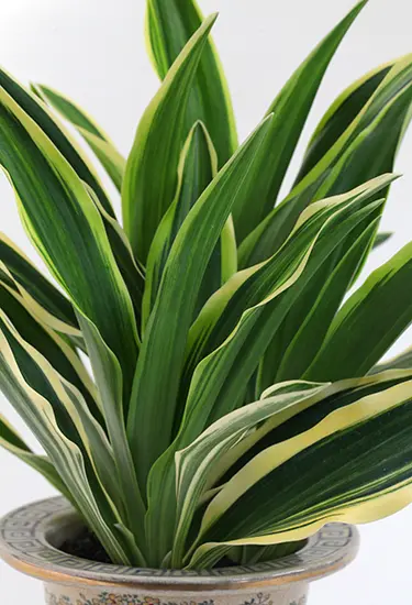 オモト（万年青）とは｜育て方がわかる植物図鑑｜みんなの趣味の園芸