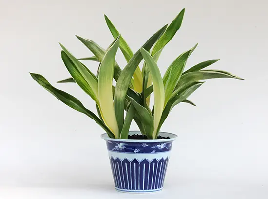 オモト（万年青）の種類（原種、品種）｜植物図鑑｜みんなの趣味の園芸