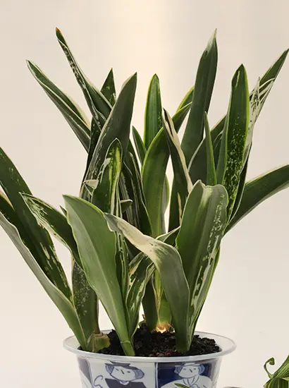 オモト（万年青）の種類（原種、品種）｜植物図鑑｜みんなの趣味の園芸