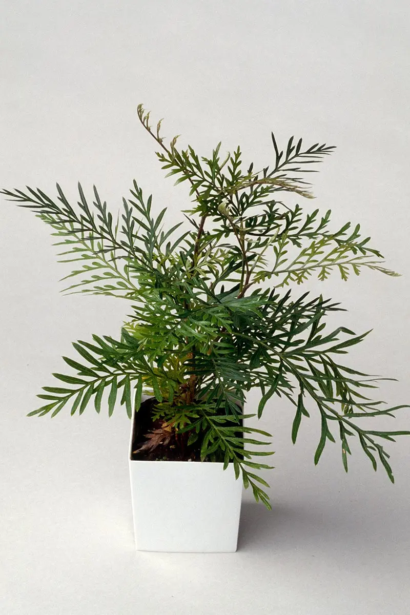 グレビレアとは・基本情報｜育て方がわかる植物図鑑｜みんなの趣味の