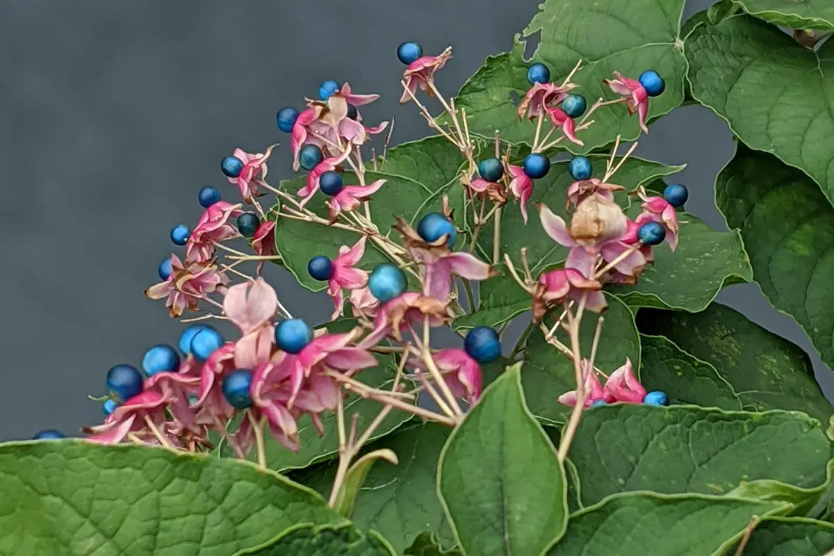 クレロデンドルムの種類（原種、品種）｜植物図鑑｜みんなの趣味の園芸