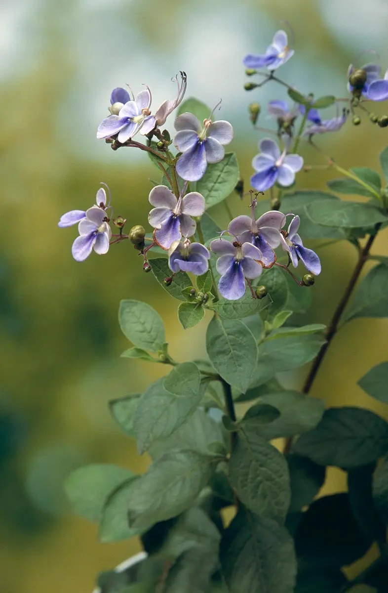 クレロレンドルム・マクロシフォン　苗　花木　観葉植物　花卉園芸　グリーン クレロデンドルムの種類（原種、品種）｜植物図鑑｜みんなの趣味の園芸
