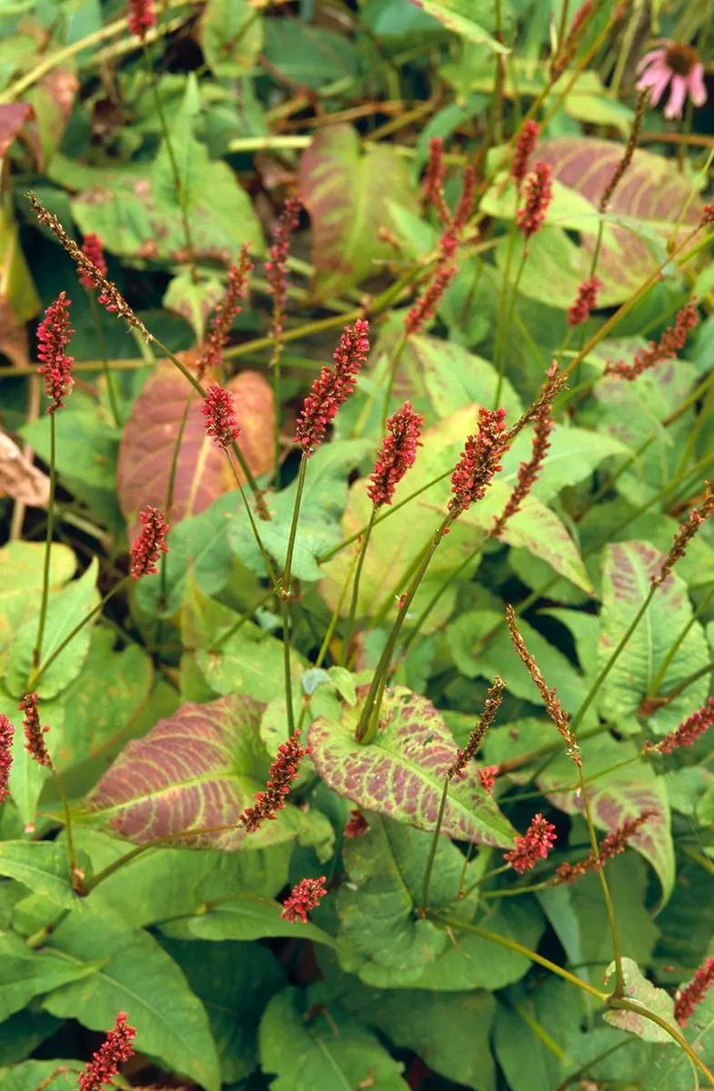 ペルシカリアの種類（原種、品種）｜植物図鑑｜みんなの趣味の園芸
