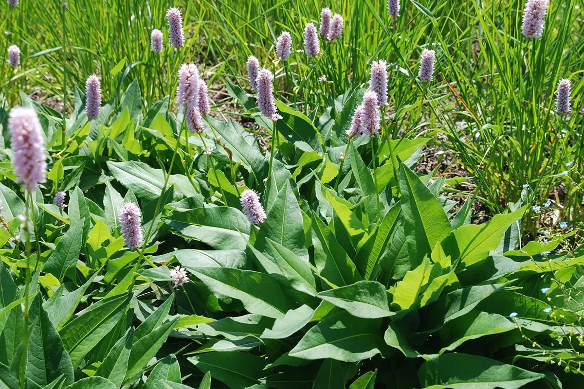 ペルシカリアの種類（原種、品種）｜植物図鑑｜みんなの趣味の園芸