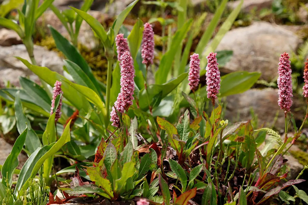 ペルシカリアの種類（原種、品種）｜植物図鑑｜みんなの趣味の園芸