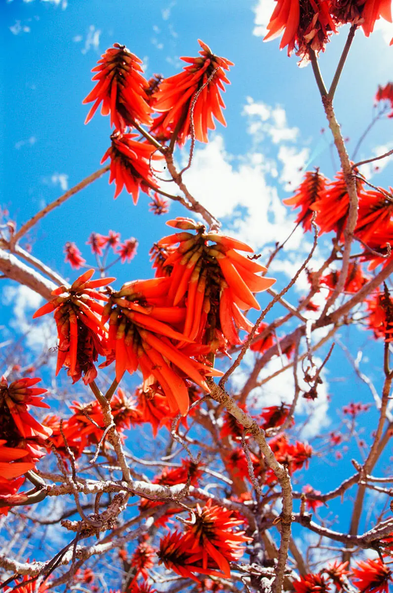 アメリカデイゴの種類（原種、品種）｜植物図鑑｜みんなの趣味の園芸
