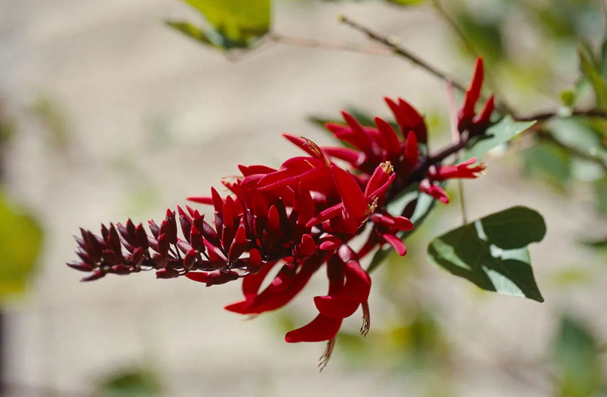 アメリカデイゴの種類（原種、品種）｜植物図鑑｜みんなの趣味の園芸