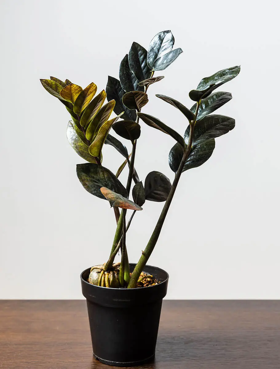 ザミオクルカスの種類（原種、品種）｜植物図鑑｜みんなの趣味の園芸