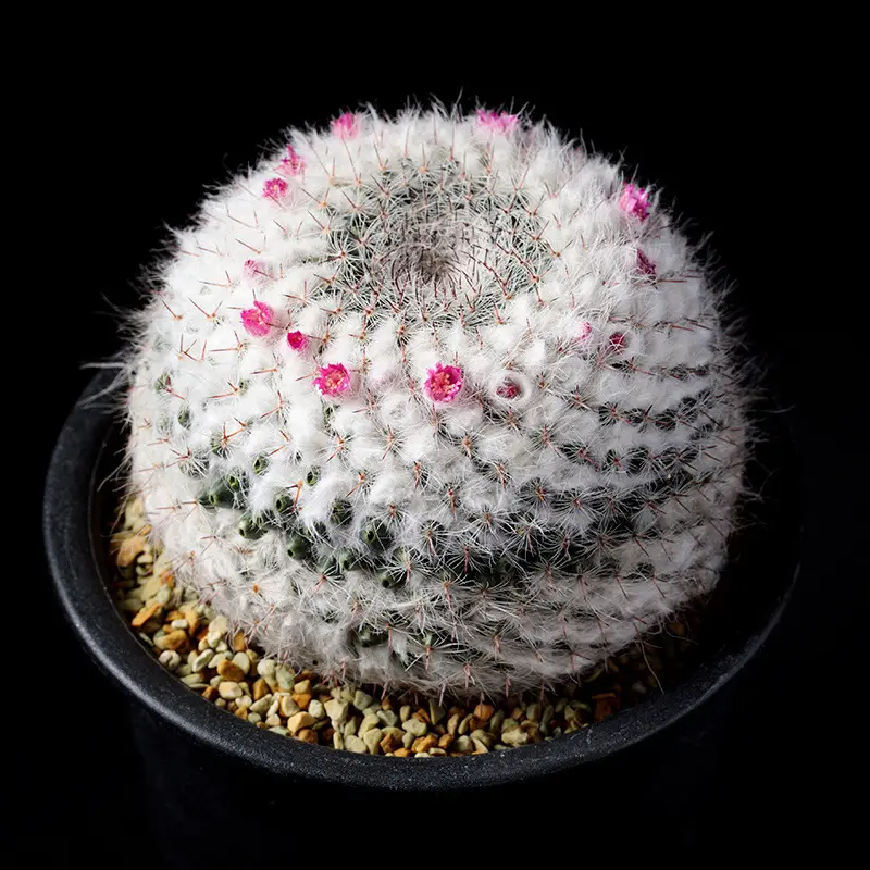 マミラリアとは｜育て方がわかる植物図鑑｜みんなの趣味の園芸（NHK出版）